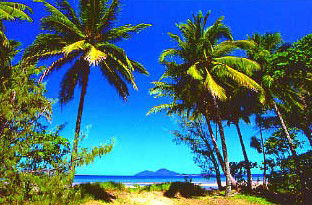 Mission Beach Rainforest Motel - Accommodation Sunshine Coast 1