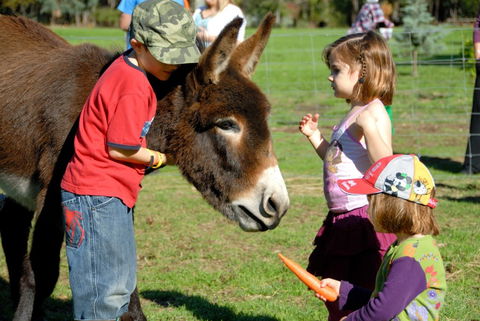 Diamond Forest Farm Stay - Accommodation Sunshine Coast 3