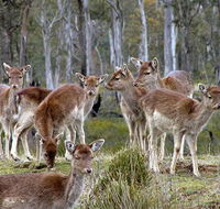 Lake Leake Chalet - Accommodation Sunshine Coast