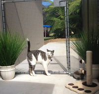 Caringbah Cat Hotel - Accommodation Sunshine Coast