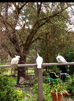 Australian Home Away @ Wonga Park Brushy Creek - Accommodation Sunshine Coast 0