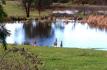 Australian Home Away @ Wonga Park Brushy Creek - Accommodation Sunshine Coast 8