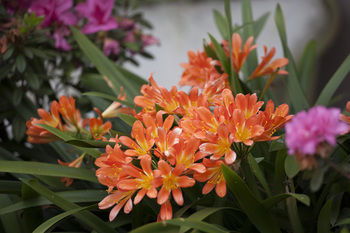 Boronia Lodge Burwood - Accommodation Sunshine Coast 11