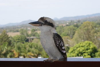 Mary Valley Views B + B - Accommodation Sunshine Coast 19