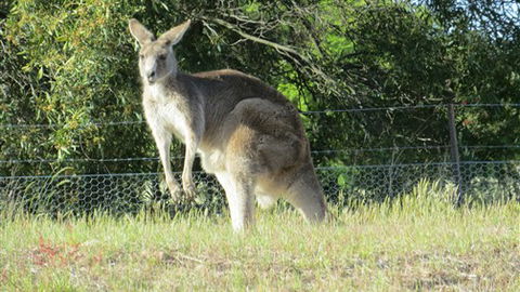 Adelberg - Accommodation Sunshine Coast 7