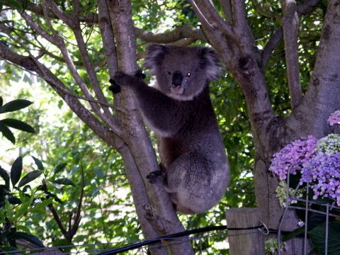 Adelaide Hills Bed & Breakfast Accommodation - Accommodation Sunshine Coast 4
