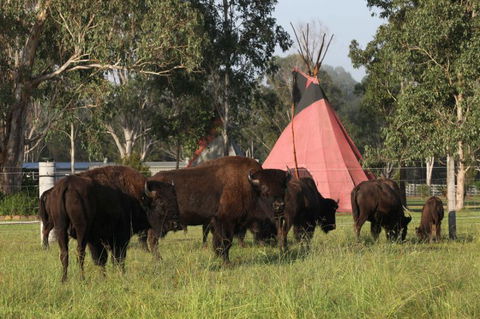 Aranyani Bison Adventure Tourist Park - Accommodation Sunshine Coast 6