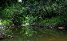 Aranyani Bison Adventure Tourist Park - Accommodation Sunshine Coast 3
