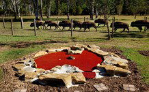 Aranyani Bison Adventure Tourist Park - Accommodation Sunshine Coast 5