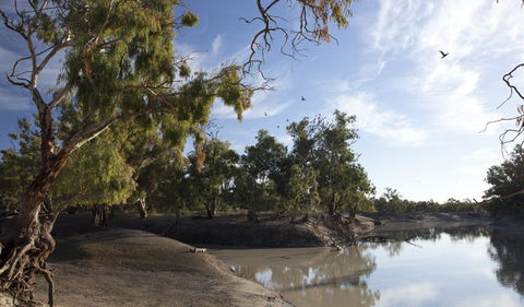 Darling River Campground - Accommodation Sunshine Coast 1