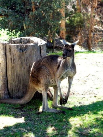 Toodyay Holiday Park & Chalets - Accommodation Sunshine Coast 3