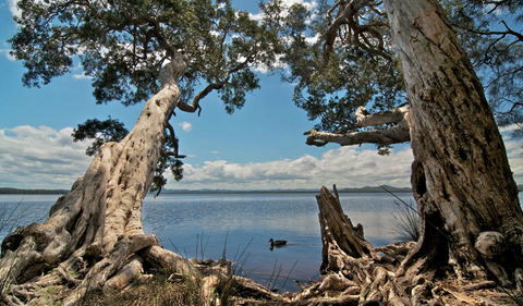 Mungo Brush Campground - Accommodation Sunshine Coast 1