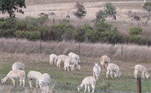 Glendalough Alpacas Bed And Breakfast - Accommodation Sunshine Coast 4