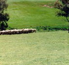 Gooromon Park Cottages - Accommodation Sunshine Coast