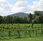 Jessica's Guest House and Vineyard - Accommodation Sunshine Coast