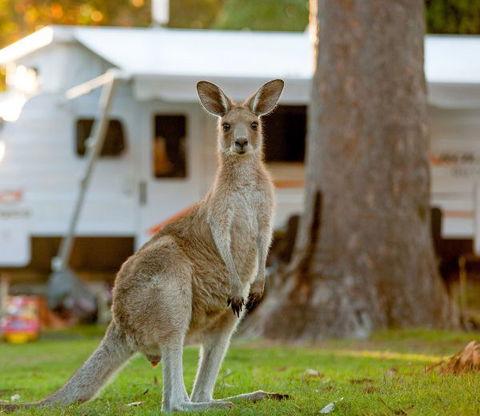 BIG4 Sunshine South West Rocks Holiday Park - Accommodation Sunshine Coast 5