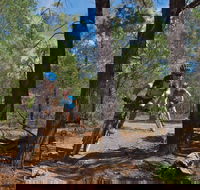 Back Yamma State Forest - Accommodation Sunshine Coast
