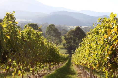 Pizzini's Vineyard Guesthouse - Accommodation Sunshine Coast 6