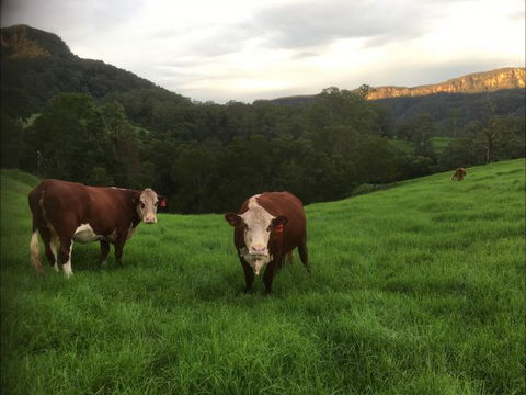 Amaroo Valley Springs - Accommodation Sunshine Coast 2