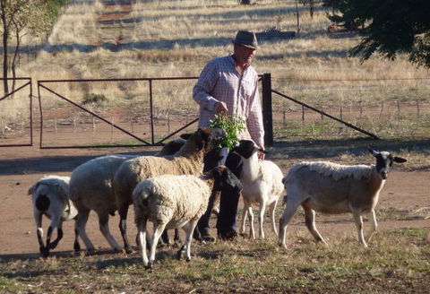 Selby Organic Farm Stay - Accommodation Sunshine Coast 4