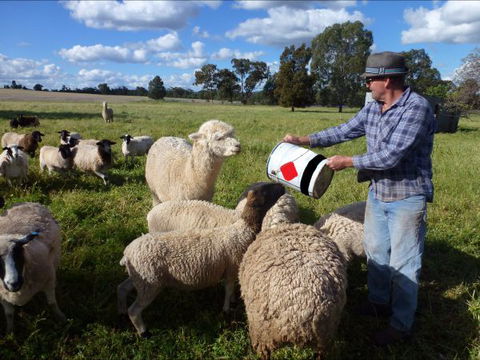 Selby Organic Farm Stay - Accommodation Sunshine Coast 6