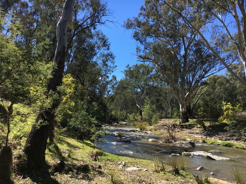 Highfield Farm And Woodland Bush Campsites - Accommodation Sunshine Coast 0