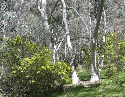 Highfield Farm And Woodland Bush Campsites - Accommodation Sunshine Coast 4