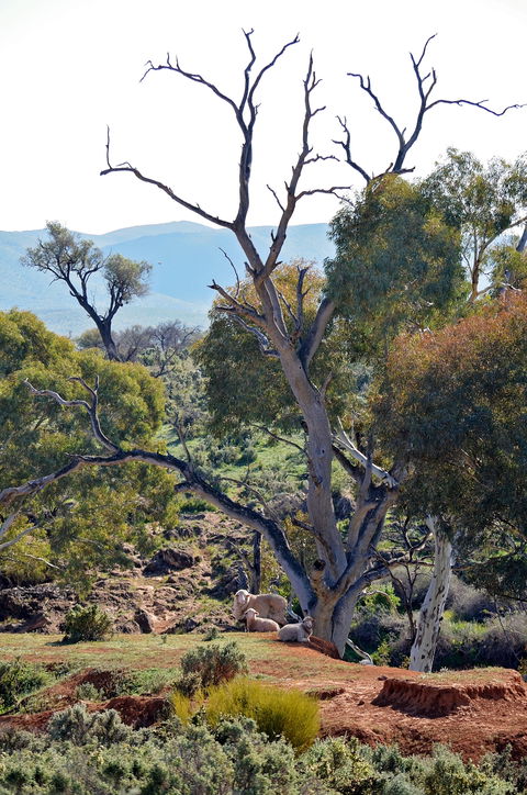 Almerta Station - Accommodation Sunshine Coast 2