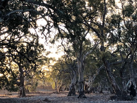 Almerta Station - Accommodation Sunshine Coast 6