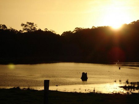 Diamond Tree Farm Stay - Accommodation Sunshine Coast 4