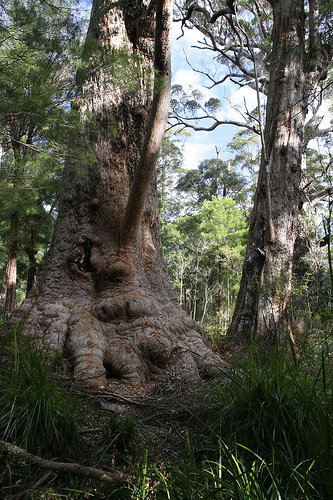 Valley Of The Giants Cottage - Accommodation Sunshine Coast 0