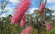 Wongan Hills Caravan Park - thumb 0