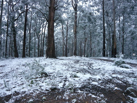 High Peaks Cottages - Accommodation Sunshine Coast 0