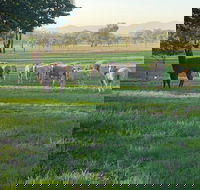 Wallinga Studio Farmstay - Accommodation Sunshine Coast