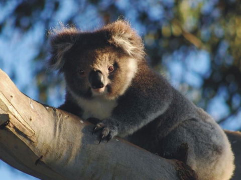 Bimbi Park Camping Under Koalas - Accommodation Sunshine Coast 0