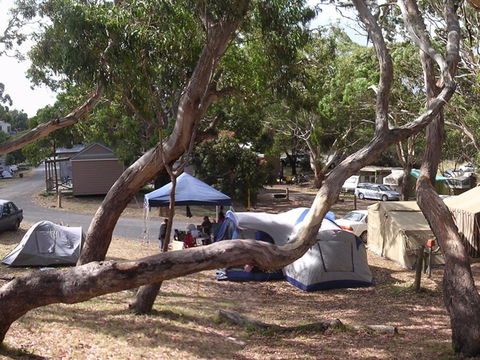 Bimbi Park Camping Under Koalas - Accommodation Sunshine Coast 1