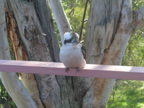 Kookaburra Dreaming - Accommodation Sunshine Coast 0