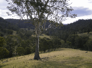 Yasuragi Cabins - Accommodation Sunshine Coast 1