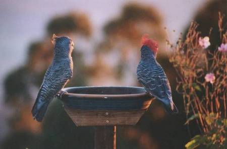 Lyrebird Cottages - Accommodation Sunshine Coast 2
