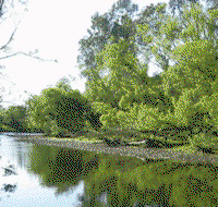 Ribbonwood Cottages - Accommodation Sunshine Coast