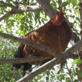 Perth City Farm Organic Markets - Accommodation Sunshine Coast 3