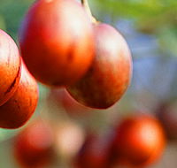 Tropical Fruit World - Accommodation Sunshine Coast