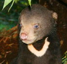Perth Zoo - Accommodation Sunshine Coast