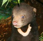 Perth Zoo - Accommodation Sunshine Coast 0