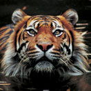 Perth Zoo - Accommodation Sunshine Coast 2