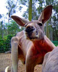Birdland Animal Park - Accommodation Sunshine Coast 3