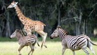 Mogo Zoo - Accommodation Sunshine Coast 2