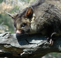 Moonlit Sanctuary Wildlife Conservation Park - Accommodation Sunshine Coast