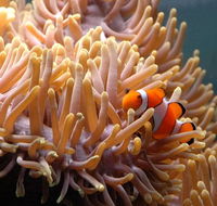Reef HQ Great Barrier Reef Aquarium - Accommodation Sunshine Coast