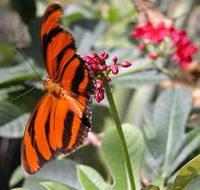 Butterfly Farm - Accommodation Sunshine Coast